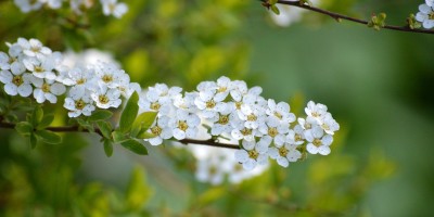 Darba laiks maija svētkos